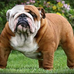 Hall-Dale Dog Pound - Facebook