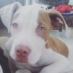 Dale Pretorius - @da.le9081 - Instagram