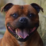 Dale Thomas - @pridesdale - Instagram