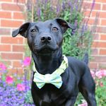 Ralph Patterdale - @ralph_thepatterdaleterrier - Instagram