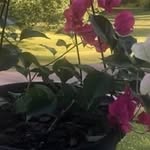 Dale C Roe - @daleroe47 - Instagram