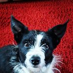 Poppy Walpole - @daleks.rule - Instagram