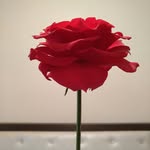 Doa'a AlEryani - @daleryani - Instagram
