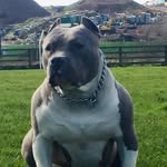 Dale Shortall - @daleshortallxlbully - Instagram