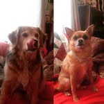 @dale_simon_and_friends - Instagram