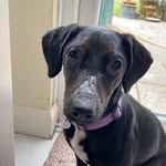 Nala - @springerdaleprincess - Instagram