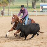 Dale Graham performance horses and stock dogs - @dg_equine_stockdogs - Instagram