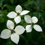 Dale Stocker - @gardensbydale - Instagram