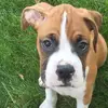 Dale Stoll - @boxerdad127 - TikTok