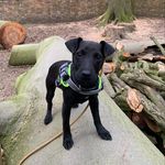 ⚡️Storm - @storm_thepatterdale - Instagram