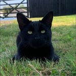Dale Sullivan - @dale.sullivan.9615 - Instagram
