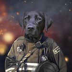 Dale Sumner - @hali_the_wonder_dog - Instagram