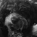 Dale Surrett - Facebook