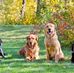Dale Sutton - Facebook