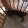 Pop tart cats - @dalewesterlin - TikTok