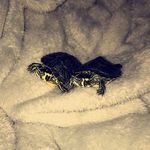 Dally Dale-Wray (and Tucker) - @dallytheturtle3 - Instagram