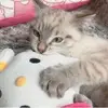 Dalia Alemán - @dalia.alemn4 - TikTok
