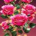 Dalia Marrero - Facebook