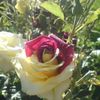 Dalia Odeh167 - @daliaodeh167 - TikTok