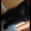 daliaodeh - @fatcat123000 - TikTok