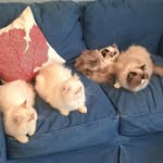 Dalia Ramadan - @cats_of_the_persian - Instagram