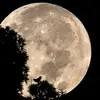 Dalia Ramadan - @dalia.ramadan79 - TikTok