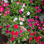 Dalila Muñoz - Facebook