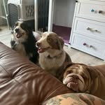 Dallas, Dayton & Davenport Allison - @tripledallison - Instagram
