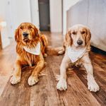 Dallas & Bailey - @littlerockgoldens - Instagram