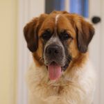 🐾 Dallas Bean 🐾 - @dallasbean_stbernard - Instagram