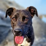 Dallas Berg - @dallas.hunden - Instagram