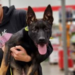 Dallas K9 Elite Inc - @dallask9elite - Instagram