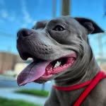Dallas Kidd - @dallaskidd_americanbully - Instagram