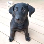 Dallas Miley Chichura - @dallas.the.dog._ - Instagram