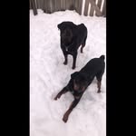 Dallas & Moses - @dallasandmosesthefluff - Instagram