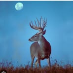 Chasing Whitetails With Dallas Murphy - Facebook