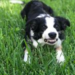 Dallas Olson - @dallas_the_woofer - Instagram