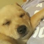 Dallas - @dallas_small_puppy - Instagram