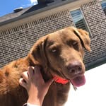 dallas springer not pogue - @the.goodest.good.girl.dal - Instagram