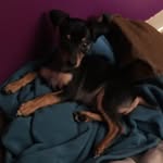 Dallas Sutton - @dallas_minpin_boston - Instagram