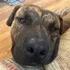 dallaswallas09 - @dallaswallas09 - TikTok
