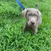 dallaswallas - @dallas_thecool - TikTok