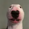 user7611504884871 - @dallaswalldren14 - TikTok