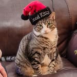 Dalton Baxter - @keep.meowing - Instagram