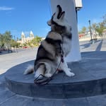Dalton & Cooper - @dalton_the_malamute - Instagram