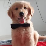 Dalton Martinez - @goldenretriver_dalton - Instagram