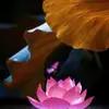 Dalton Maynard - @cameron_buckley686851 - TikTok