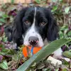 Dalton McLean - @dalton.the.springer - TikTok
