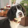 Dalton McLean🐶 - @dalton_the_springer - TikTok