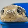 Roaring Reptiles - @daltonmcmanus865 - TikTok